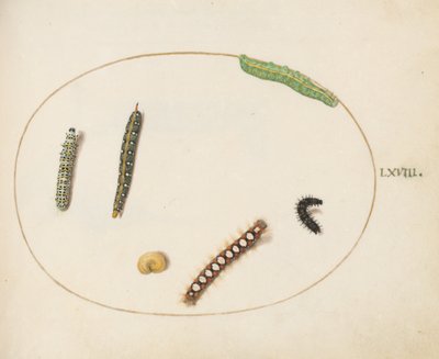 プレート 68: スズメバチのスズメガの幼虫、モウズイカの幼虫、その他の幼虫 作： Joris Hoefnagel