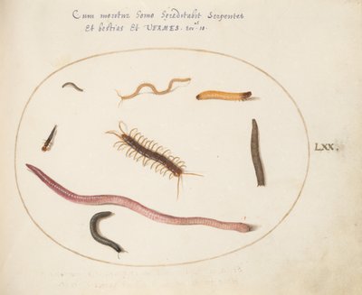 プレート 70: ミミズ、ムカデ、ヤスデ、およびその他の長い生き物 作： Joris Hoefnagel