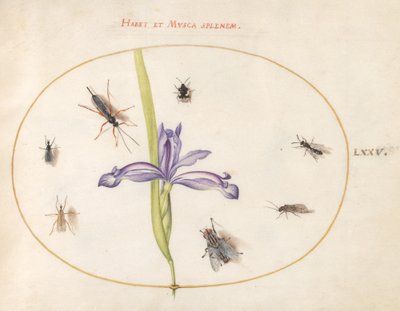 プレート 75: ハエと虹彩を持つ他の昆虫 作： Joris Hoefnagel