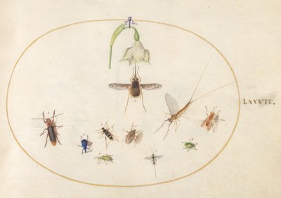 第77図版：白い花、カゲロウ、青いゾウムシ、その他の昆虫を伴う斑点のあるビーバエ 作： ヨリス・ヘフナーゲル