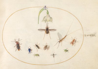 プレート 77: ハチドリ オオスカシバと白い花、青と緑のゾウムシ、その他の昆虫 作： Joris Hoefnagel