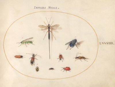 プレート 78: アオバエを含む 10 の昆虫 作： Joris Hoefnagel