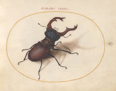 スカラベカブトムシ、c.1575-80 作： Joris Hoefnagel