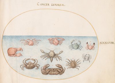 貝類、1575-80年頃 作： Joris Hoefnagel