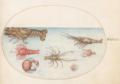 貝類、1575-80年頃 作： Joris Hoefnagel