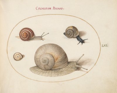 カタツムリ、1575-80年頃 作： Joris Hoefnagel