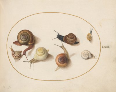 カタツムリ、c.1575-80 作： Joris Hoefnagel