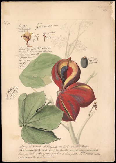 テオブロマ バイカラー、1785年。 作： José Joaquim Freire