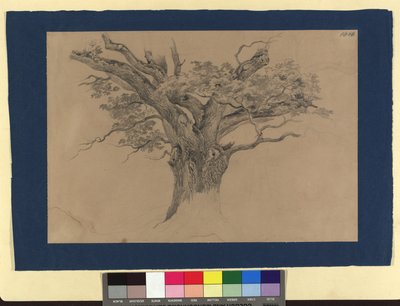 樹木調査 作： Josef Kriehuber