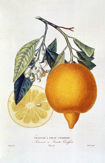 柑橘類：花を持つオレンジ色の植物。 「針葉樹の実をつけたオレンジの木。 Arancio a frutto coniferous」: 全体のオレンジとオレンジのスライス。 ジョセフ・アントワーヌ・リッソとピエール・アントワーヌ・ポワトーの著書「オレンジの木の自然史」から引用した植物図 作： Joseph Antoine & Antoine Pierre (1766 1854)(after) Risso