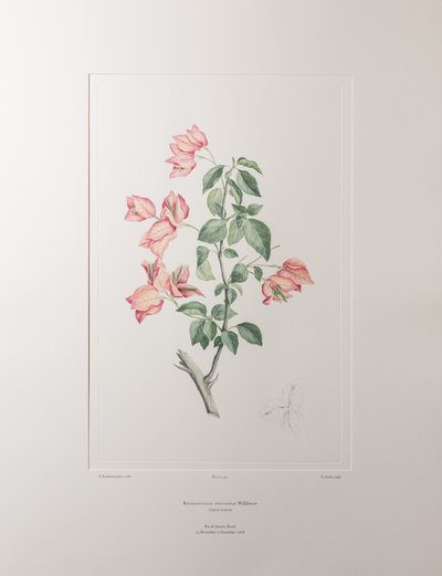 Bouganvillea spectabilis (Nyctaginaceae) - バンクス『フロリレギウム』355版、1771-84年頃（紙に銅版画） 作： Joseph Banks