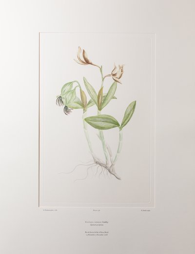 カトレア・フォルベシイ（ラン科） - バンクス『フロリレギウム』358版、1771-84年頃（紙に銅版画） 作： Joseph Banks