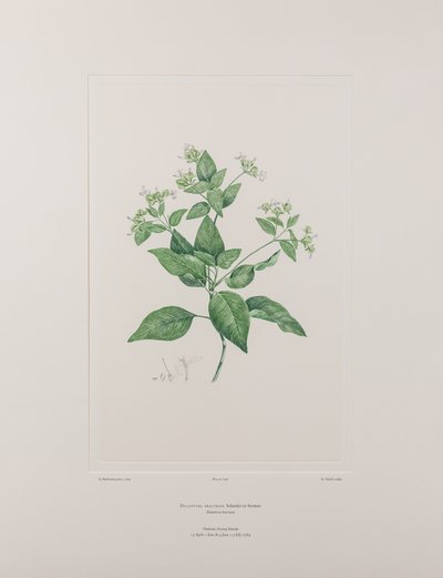 Dicliptera bracteata（アカネ科） - バンクス『フロリレギウム』第636版、1771-84年頃（紙に銅版画） 作： Joseph Banks