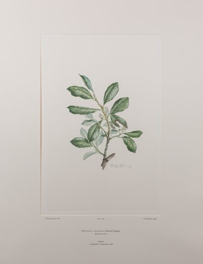 ヘベルデニア・バハメンシス（Myrsinaceae） - バンクス『フロリレギウム』395版、1771-84年頃（紙に銅版画） 作： Joseph Banks