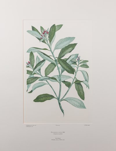 Pittosporum ralphii (Pittosporaceae) - バンクス『フロリレギウム』413版、1771-84年頃（紙に銅版画） 作： Joseph Banks