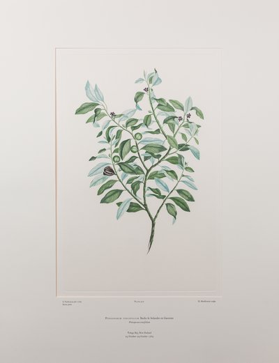 Pittosporum tenuifolium (Pittosporaceae) - バンクス『フロリレギウム』412版、1771-84年頃（紙に銅版画） 作： Joseph Banks