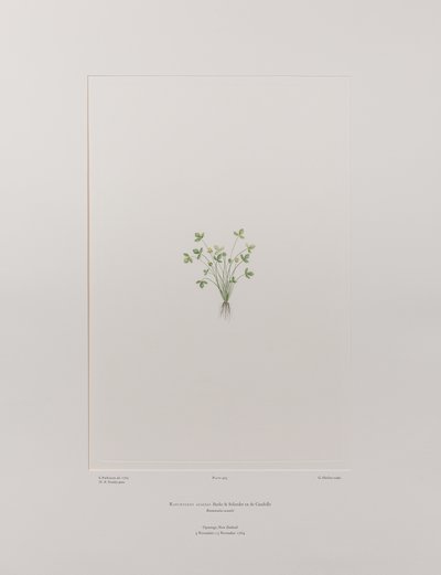 キンポウゲ科キンポウゲ属 - バンクス『フロリレギウム』403版、1771-84年頃（紙に銅版画 作： Joseph Banks