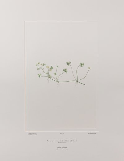 キンポウゲ科キンポウゲ属 - バンクス『フロリレギウム』405版、1771-84年頃（紙に銅版画 作： Joseph Banks
