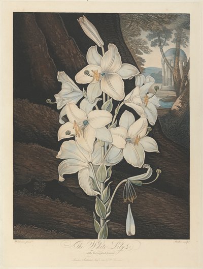 斑入りの葉を持つ白いユリ、1800年、ロバート・ジョン・ソーントン、「フローラの寺院」、1799-1812年 作： Joseph Constantine Stadler