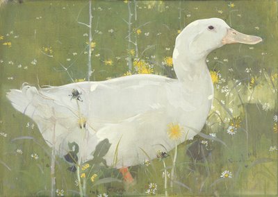 The White Drake（ガッシュ、キャンバス 作： Joseph Crawhall
