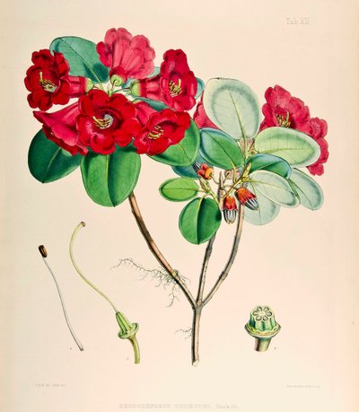 シャクナゲthomsonii、1895 作： Joseph Dalton Hooker
