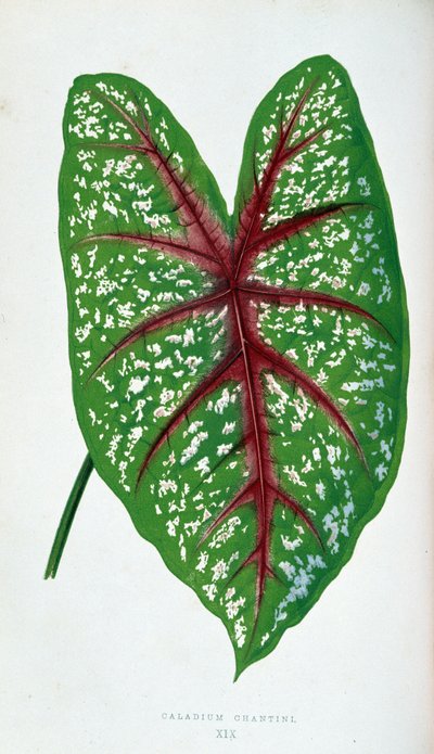 シャンティーニ カラディウムの葉。 「」のボタニカルボード カラフルな葉を持つ植物。 作： Joseph Edward and Howard W Lowe