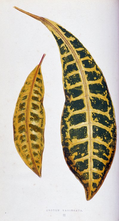 クロトンの葉のバリエガタ。 「」のボタニカルボード カラフルな葉を持つ植物。 London Horticulture Society のメンバーである Edward Joseph Lowe と W. Howard による、庭園、温室、アパートの装飾に使用される最も注目すべき種のコレクション。 トラン 作： Joseph Edward and Howard W Lowe