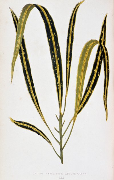 クロトンの葉 variegatum angustifolium。 「」のボタニカルボード カラフルな葉を持つ植物。 London Horticultur のメンバーである Edward Joseph Lowe と W. Howard による、庭園、温室、アパートの装飾に使用される最も注目すべき種のコレクション 作： Joseph Edward and Howard W Lowe