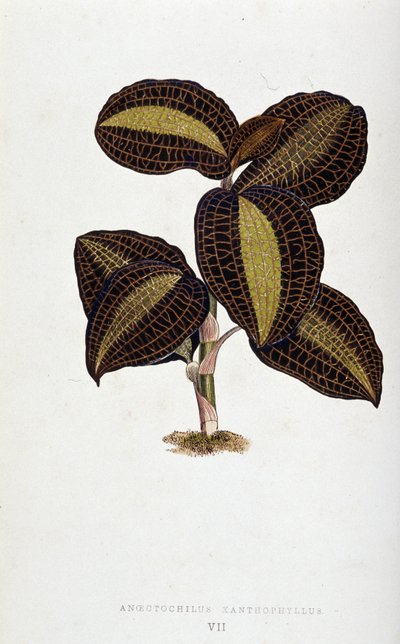 アノエクトチルス・キサントフィルスの葉。 「」のボタニカルボード カラフルな葉を持つ植物。 作： Joseph Edward and Howard W Lowe