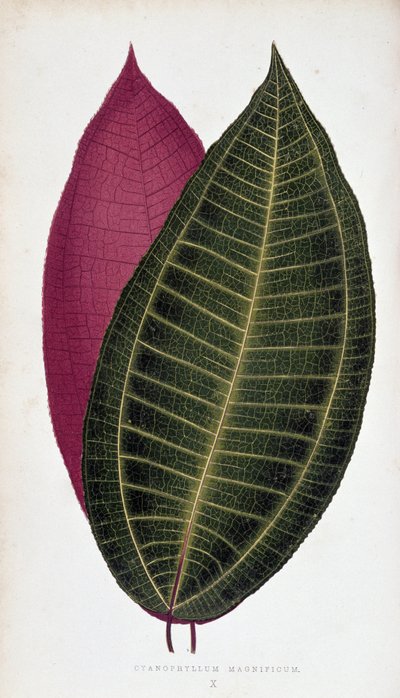 Cyanophyllum Magnificum の葉。 「」のボタニカルボード カラフルな葉を持つ植物。 作： Joseph Edward and Howard W Lowe