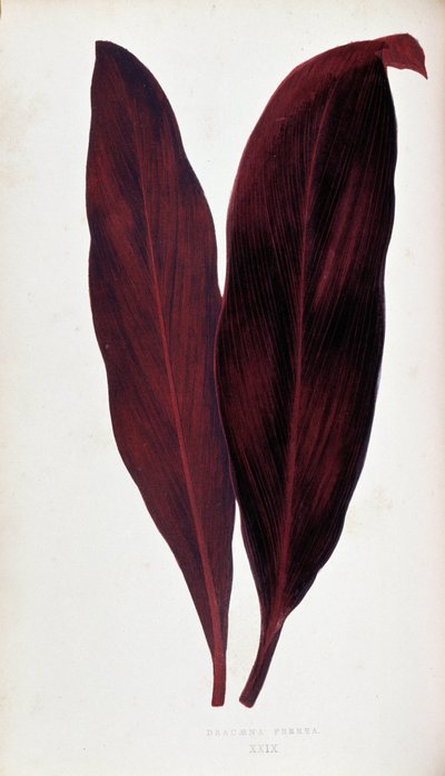 「」のドラセナ フェレアの葉 カラフルな葉を持つ植物。 London Horticulture Society のメンバーである Edward Joseph Lowe と W. Howard による、庭園、温室、アパートの装飾に使用される最も注目すべき種のコレクション。 英語からの翻訳 作： Joseph Edward and Howard W Lowe