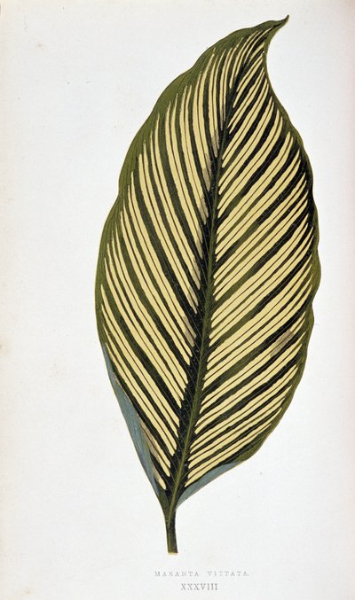 マランタ・ヴィッタータの葉。 「」のボタニカル ボード カラフルな葉を持つ植物。 London Horticulture Society のメンバーである Edward Joseph Lowe と W. Howard による、庭園、温室、アパートの装飾に使用される最も注目すべき種のコレクション。 Tr 作： Joseph Edward and Howard W Lowe