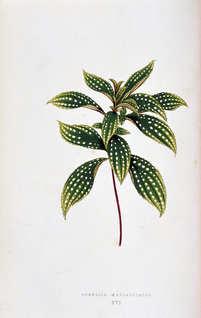 Sonerila margaritacea の葉。 「」のボタニカルボード カラフルな葉を持つ植物。 London Horticulture Socie のメンバーである Edward Joseph Lowe と W. Howard による、庭園、温室、アパートの装飾に使用される最も注目すべき種のコレクション 作： Joseph Edward and Howard W Lowe
