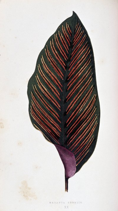 マランタリーフメガリス。 「」のボタニカルボード カラフルな葉を持つ植物。 作： Joseph Edward and Howard W Lowe