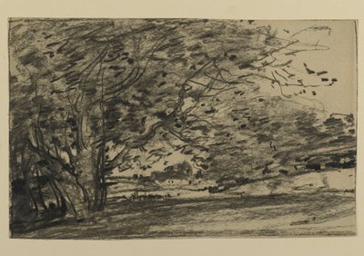木の研究、1870年（紙に黒鉛） 作： Joseph Frank Currier
