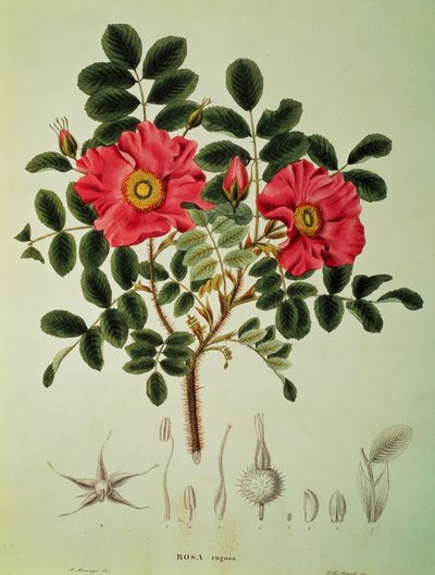 Rosa rugosa、フォン・シーボルト、ズッカリーニ著「Flora Japonica」第1巻より 作： Joseph Gerhard Zuccarini