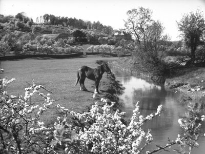 前景の花と、その向こうの野原の小川の横に立つ馬 作： Joseph Hardman