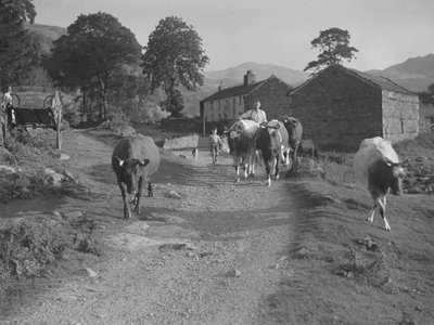 牛を道路に走らせる 作： Joseph Hardman