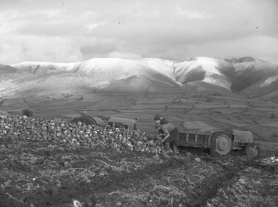 モミの木でカブを積み込む 作： Joseph Hardman
