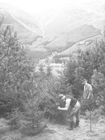 クリスマスツリーを斧で伐採する2人の男。 作： Joseph Hardman
