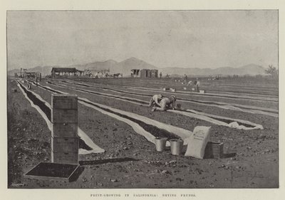 カリフォルニアでの果物栽培、プルーンの乾燥 作： Joseph Holland Tringham