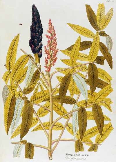 Joseph Jacob von Plenck (1735-1807)が描いた「エルム葉の櫨」（Icones plantarum medicinalium, Viennaより）。 作： Joseph Jacob Plenck
