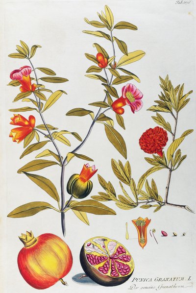 Joseph Jacob von Plenck（1735-1807）によるザクロ（Punica granatum）、ウィーンのIcones plantarum medicinaliumより 作： Joseph Jacob Plenck