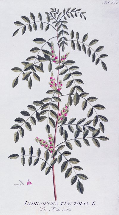 Joseph Jacob von Plenck（1735-1807）による真の藍（Indigofera tinctoria）、ウィーンのIcones plantarum medicinaliumより。 作： Joseph Jacob Plenck