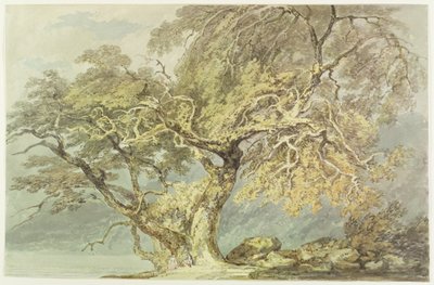 偉大な木、c.1796（紙のグラファイトの上にトイレ） 作： Joseph Mallord William Turner