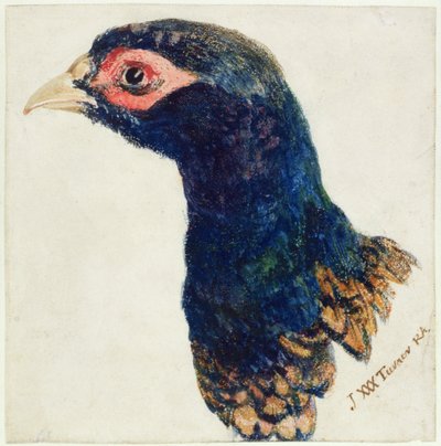 コウライキジ「The Farnley Book of Birds」1816年頃（紙にペンとインク、水彩画 作： Joseph Mallord William Turner