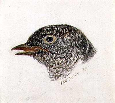 カッコウ、『The Farnley Book of Birds』より、1816年頃（紙に鉛筆と水彩画） 作： Joseph Mallord William Turner