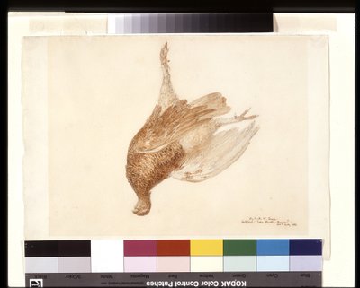 死んだライチョウ (白い織り紙に鉛筆、水彩) 作： Joseph Mallord William Turner