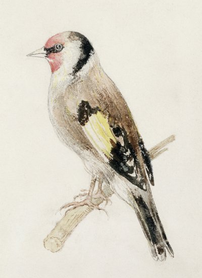 The Farnley Book of Birds」の金魚、1816年頃（紙に鉛筆と水彩画 作： Joseph Mallord William Turner
