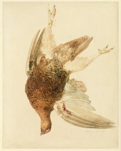 ライチョウ（「The Farnely Book of Birds」より）1816年頃（紙に鉛筆と水彩画 作： Joseph Mallord William Turner